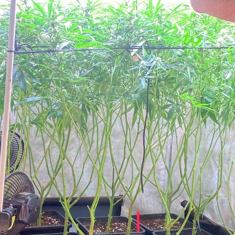 Cannalope Haze growlog timeline photo