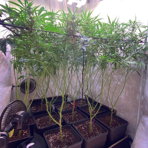 Cannalope Haze growlog timeline photo