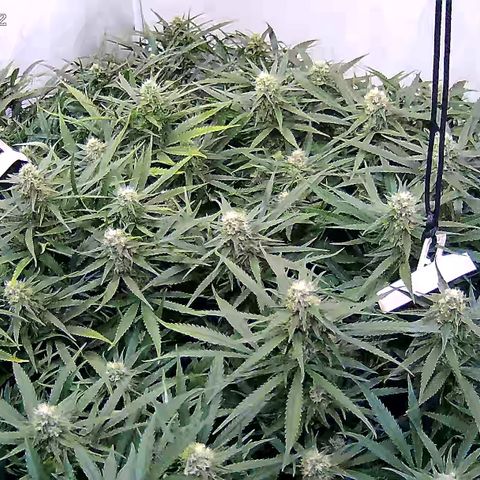 Cannalope Haze growlog timeline photo