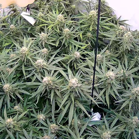 Cannalope Haze growlog timeline photo