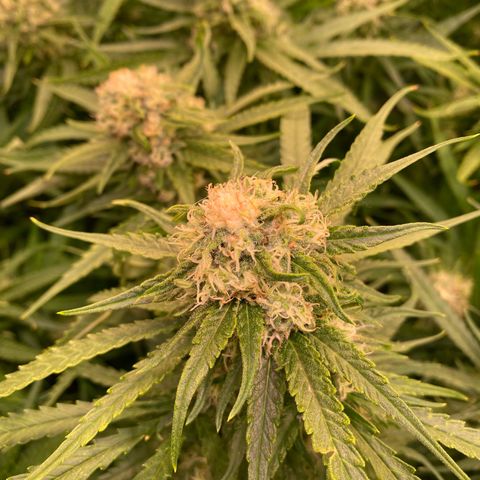 Cannalope Haze growlog timeline photo