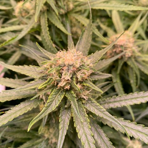 Cannalope Haze growlog timeline photo