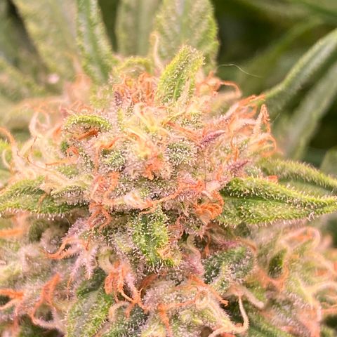 Cannalope Haze growlog timeline photo