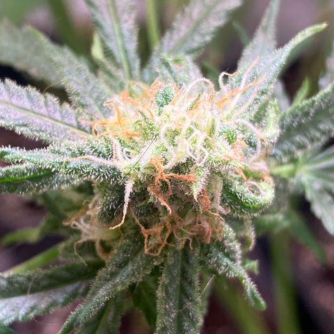 Cannalope Haze growlog timeline photo