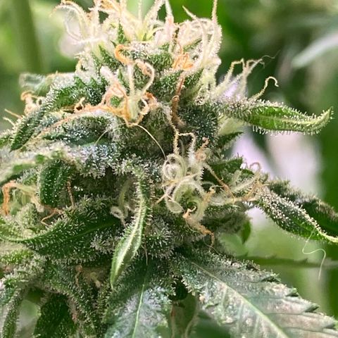 Cannalope Haze growlog timeline photo