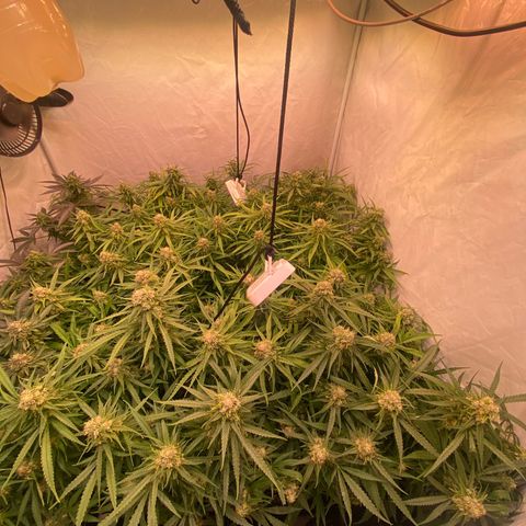Cannalope Haze growlog timeline photo
