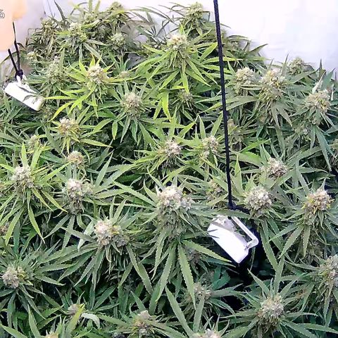 Cannalope Haze growlog timeline photo
