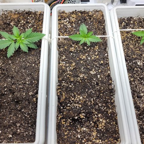 Auto Ghost OG growlog timeline photo