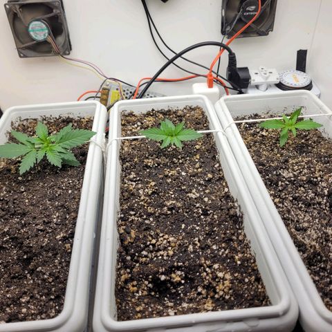 Auto Ghost OG growlog timeline photo
