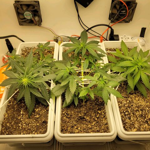 Auto Ghost OG growlog timeline photo