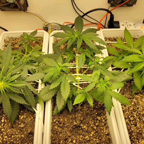 Auto Ghost OG growlog timeline photo