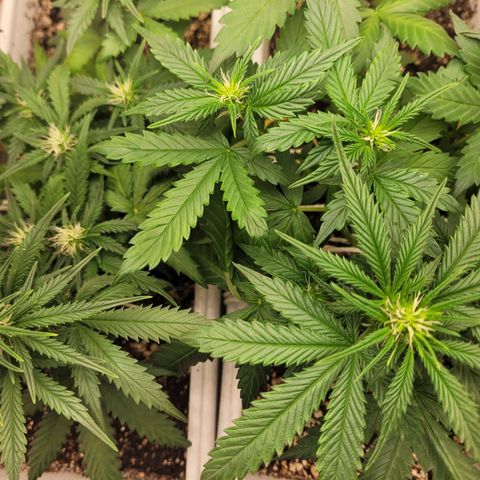 Auto Ghost OG growlog timeline photo