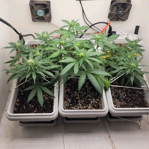 Auto Ghost OG growlog timeline photo