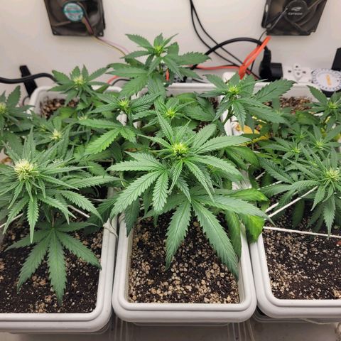 Auto Ghost OG growlog timeline photo