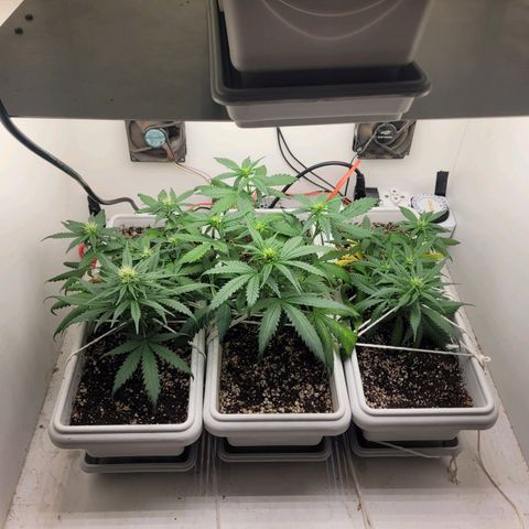 Auto Ghost OG growlog timeline photo
