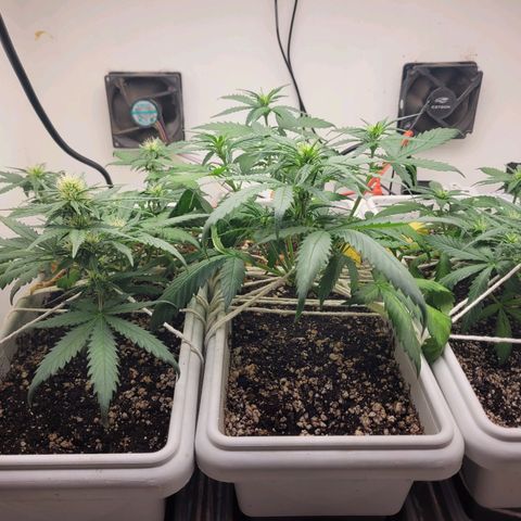 Auto Ghost OG growlog timeline photo