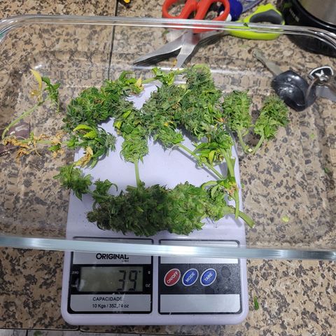 Auto Ghost OG growlog photo: 1/3