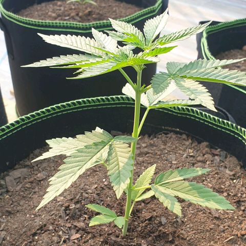 Apple and Bananas  growlog timeline photo
