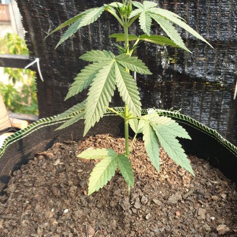 Apple and Bananas  growlog timeline photo