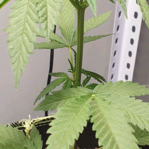 Apple and Bananas  growlog timeline photo