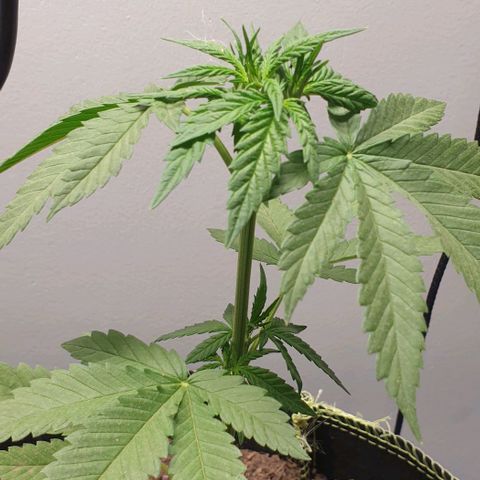 Apple and Bananas  growlog timeline photo