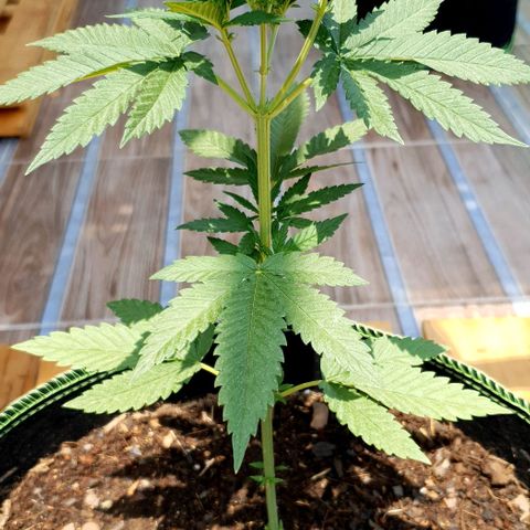 Apple and Bananas  growlog timeline photo