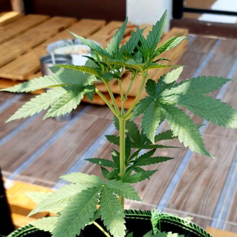 Apple and Bananas  growlog timeline photo