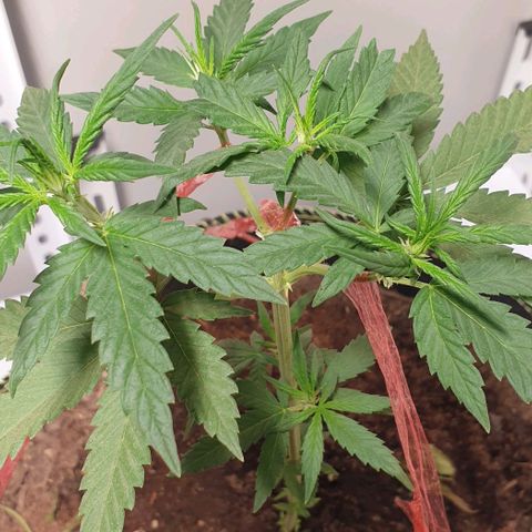 Apple and Bananas  growlog timeline photo