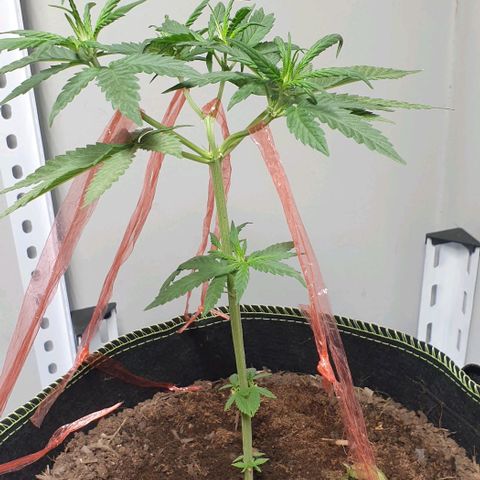 Apple and Bananas  growlog timeline photo