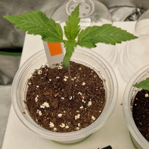 F3 Wedding Cake growlog timeline photo