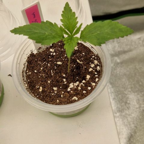 F3 OG Kush growlog timeline photo