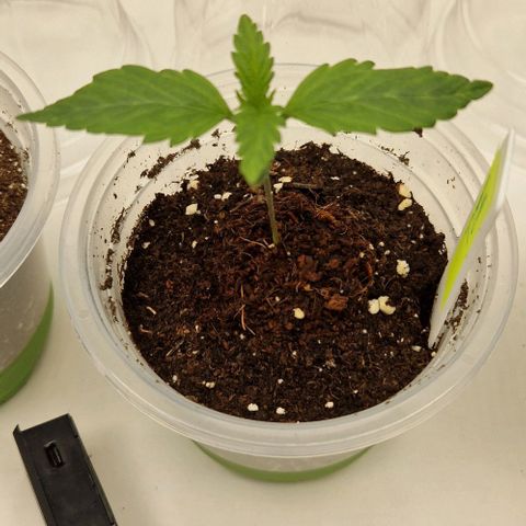 F3 Tropicanna Cookies growlog timeline photo