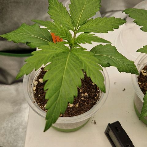 F3 Wedding Cake growlog timeline photo