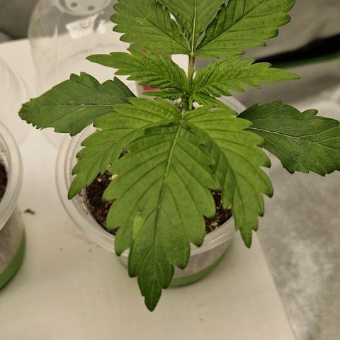 F3 OG Kush growlog timeline photo