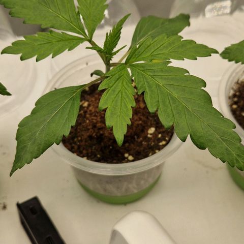F3 Tropicanna Cookies growlog timeline photo