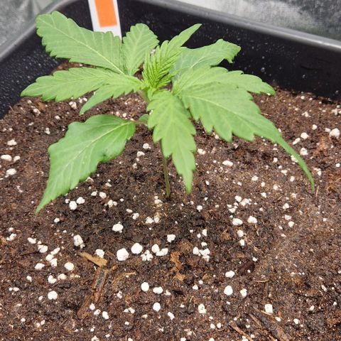 F3 Wedding Cake growlog timeline photo