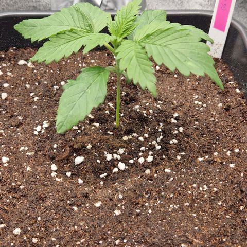 F3 OG Kush growlog timeline photo