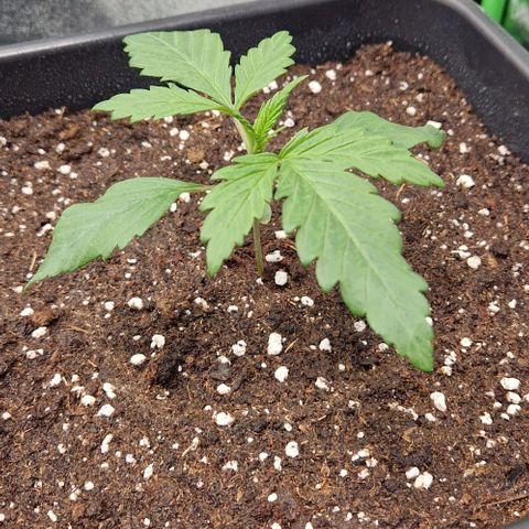 F3 Tropicanna Cookies growlog timeline photo