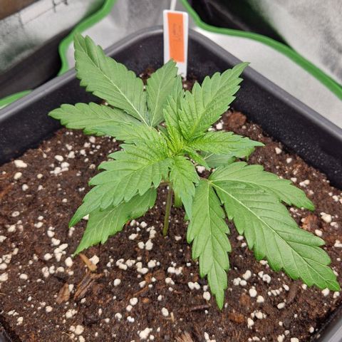 F3 Wedding Cake growlog timeline photo