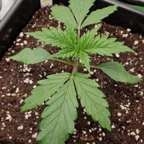 F3 Tropicanna Cookies growlog timeline photo