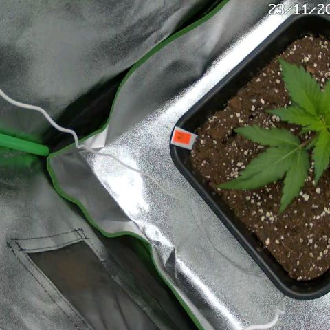 F3 Wedding Cake growlog timeline photo