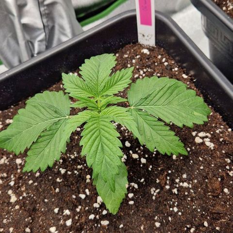 F3 OG Kush growlog timeline photo