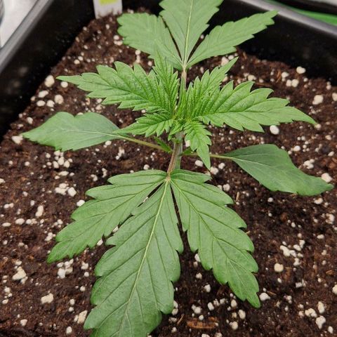 F3 Tropicanna Cookies growlog timeline photo