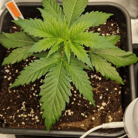 F3 Wedding Cake growlog timeline photo