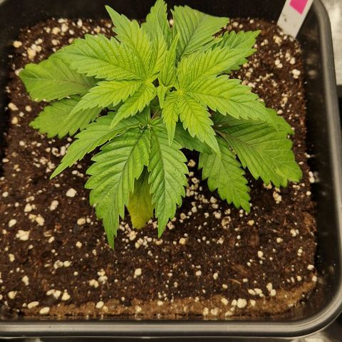 F3 OG Kush growlog timeline photo