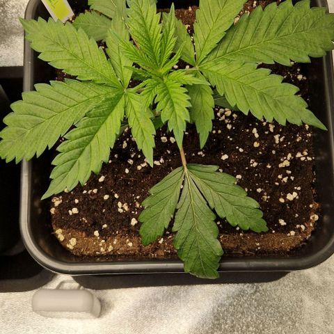 F3 Tropicanna Cookies growlog timeline photo