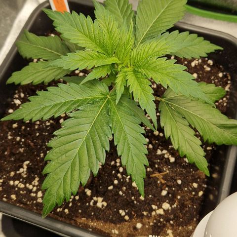 F3 Wedding Cake growlog timeline photo