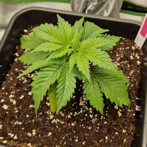 F3 OG Kush growlog timeline photo