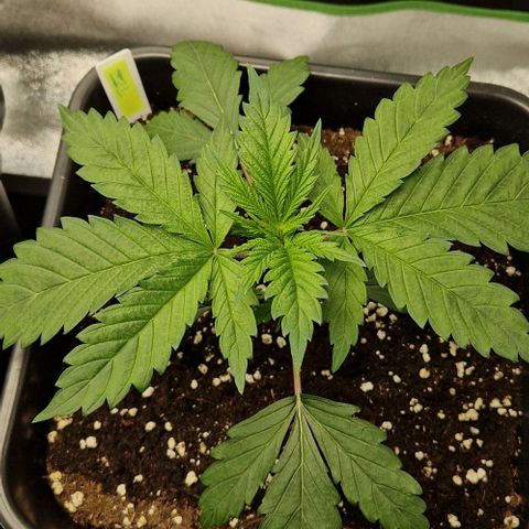 F3 Tropicanna Cookies growlog timeline photo