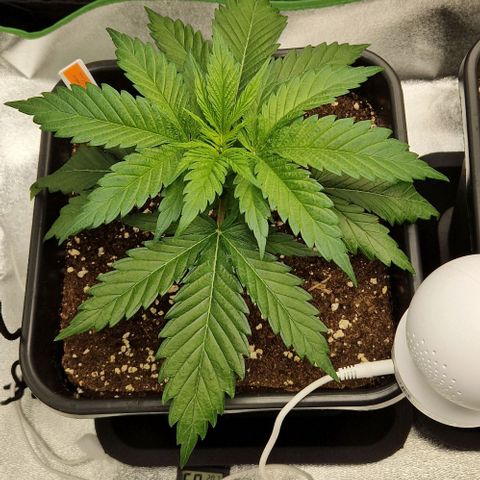 F3 Wedding Cake growlog timeline photo